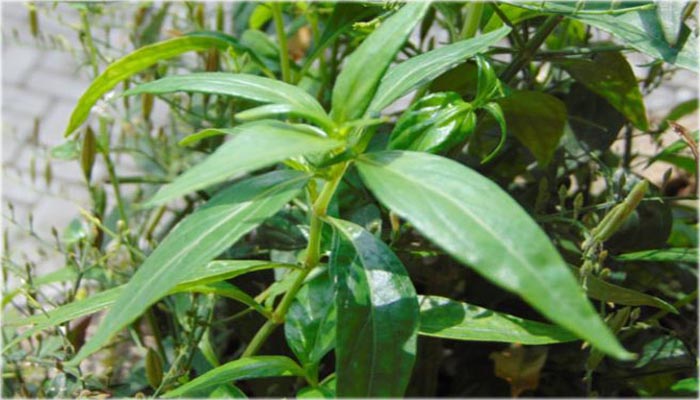 Daun sambiloto