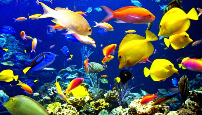 ikan hias