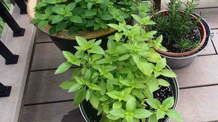 tanaman hias herbal