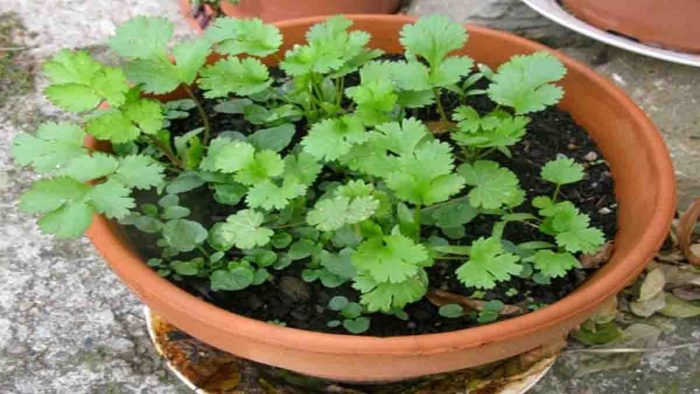 Tanaman hias herbal