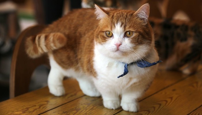 kucing