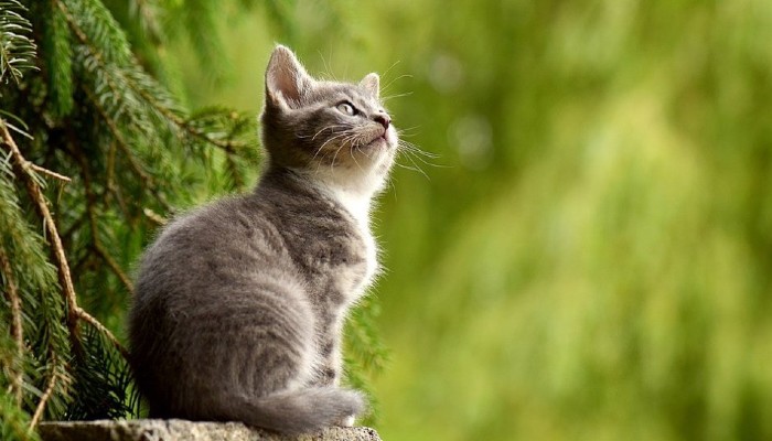 kucing