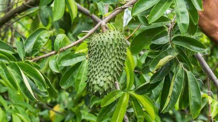  Manfaat  Daun  Sirsak  Berguna Bagi Kesehatan Luar Biasa 