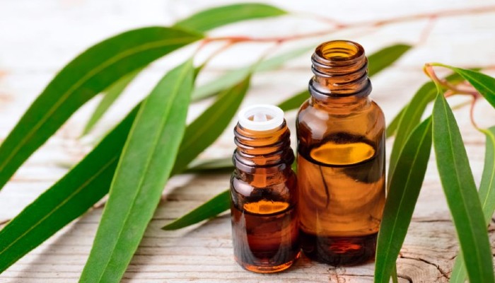 minyak Eucalyptus